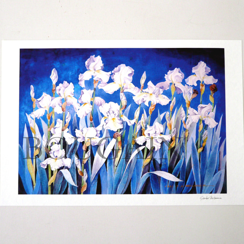 ジャーマンアイリス 】 ORIGINAL GICLEE 水彩画を高級紙に印刷した鑑賞