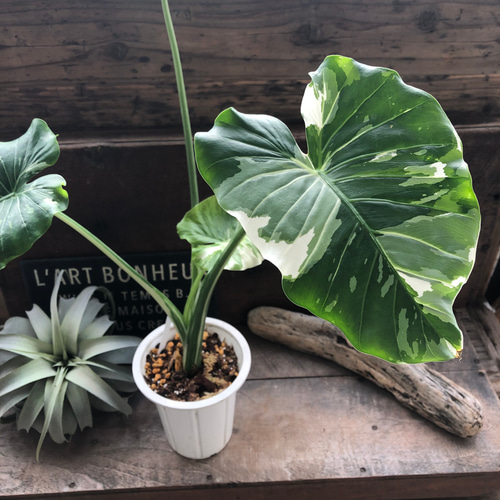 斑入りクワズイモ♡希少♡観葉植物♡インテリア アートフラワー パリ