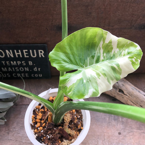 斑入り クワズイモ 60cm