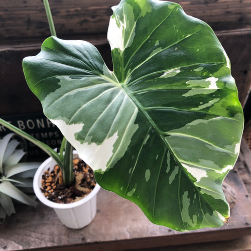 斑入りクワズイモ♡希少♡観葉植物♡インテリア アートフラワー パリ