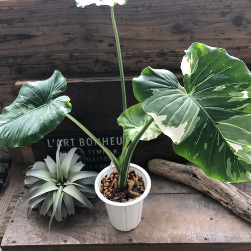 斑入りクワズイモ♡希少♡観葉植物♡インテリア アートフラワー パリ