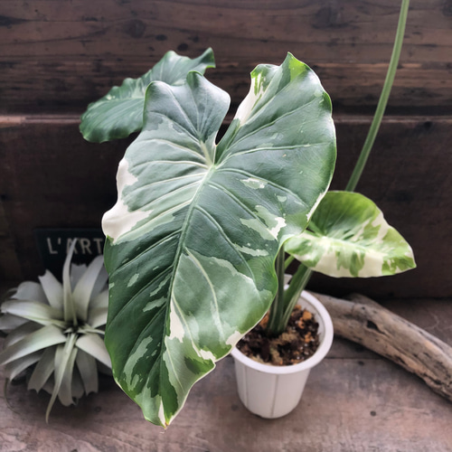 斑入りクワズイモ✨希少✨