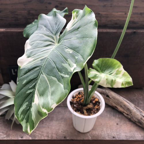 斑入りクワズイモ 斑入りクワズイモ♡希少♡観葉植物♡インテリア アートフラワー