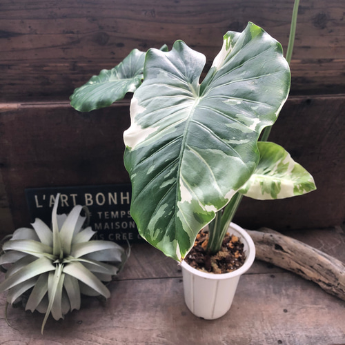 斑入りクワズイモ♡希少♡観葉植物♡インテリア アートフラワー パリ