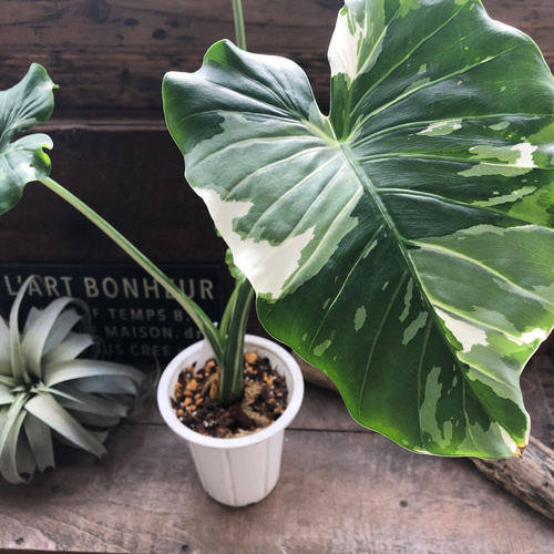 斑入りクワズイモ♡希少♡観葉植物♡インテリア アートフラワー パリ