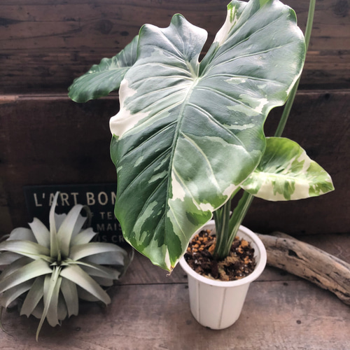 斑入りクワズイモ♡希少♡観葉植物♡インテリア アートフラワー パリ