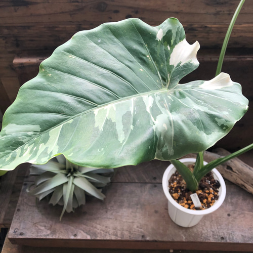 斑入りクワズイモ♡希少♡観葉植物♡インテリア アートフラワー パリ