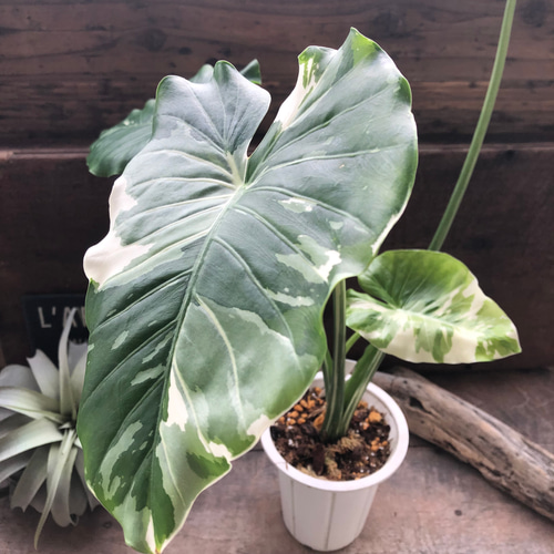 斑入りクワズイモ♡希少♡観葉植物♡インテリア アートフラワー パリ