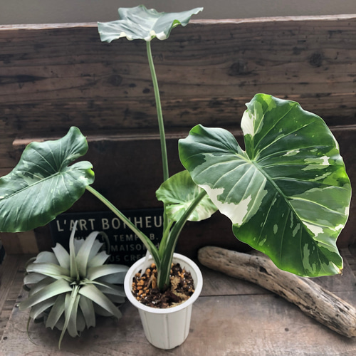 斑入りクワズイモ♡希少♡観葉植物♡インテリア アートフラワー パリ