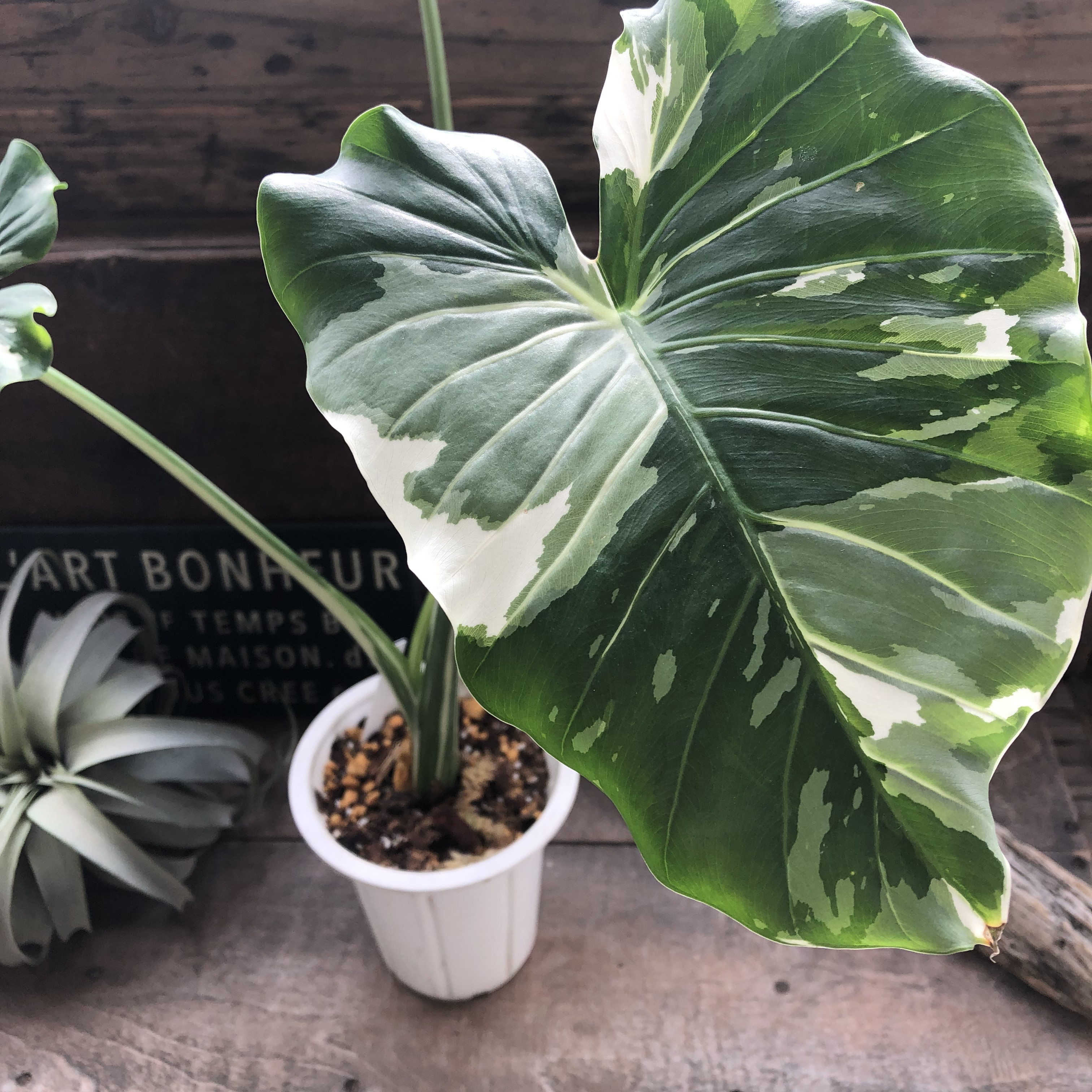 現品　クワズイモ　斑入り　62番　幹上がり　根上がり　希少　白斑　観葉植物 斑入りクワズイモ♡希少♡観葉植物♡インテリア アートフラワー パリ