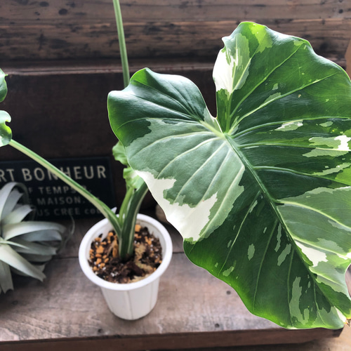 クワズイモ　班入り！希少。。 斑入りクワズイモ♡希少♡観葉植物♡インテリア アートフラワー パリ