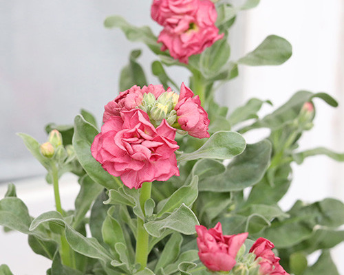 花苗 八重咲き ストック ビンテージカッパー 3号ポット アンティーク