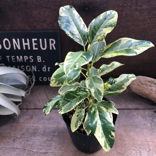 希少♡斑入り♡フランスゴムの木♡ルビギノーサ♡観葉植物 アート