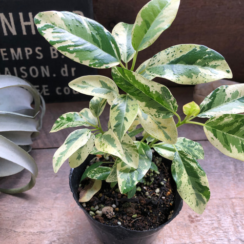 希少♡斑入り♡フランスゴムの木♡ルビギノーサ♡観葉植物 アート