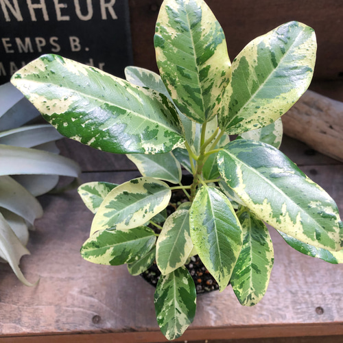 希少♡斑入り♡フランスゴムの木♡ルビギノーサ♡観葉植物 アート