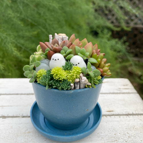 多肉植物寄植え 鉢と鉢皿セット セピアカラー鉢 シマエナガの小さな森