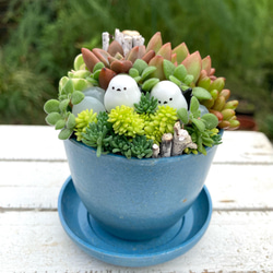 多肉植物寄植え 鉢と鉢皿セット セピアカラー鉢 シマエナガの小さな森