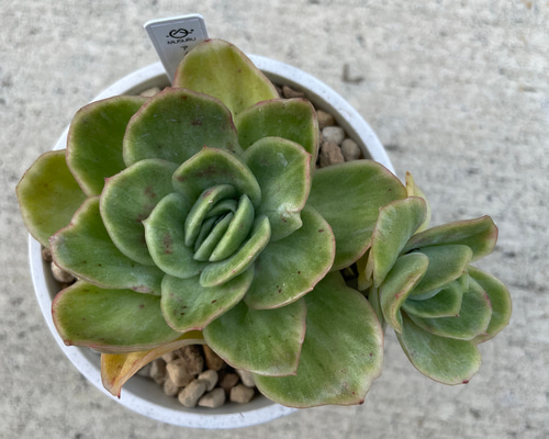 85. 多肉植物 アイスローズ 700円【抜き苗】 4d04f6bd82043223a6e612b2a98b93