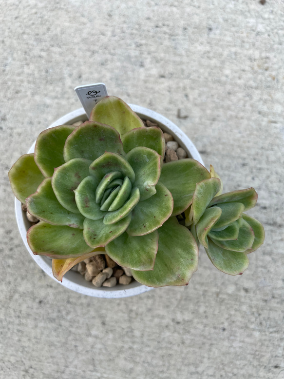 多肉植物 エケベリア アイスラブリーローズ 抜き苗 子株付き①