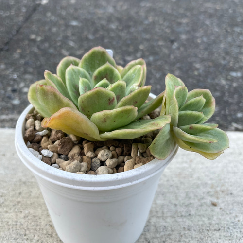 多肉植物 エケベリア アイスラブリーローズ 抜き苗 子株付き① その他