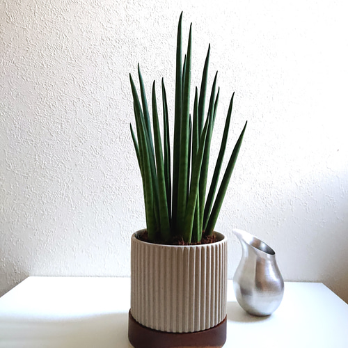 ○新作○空気浄化植物○ ”サンスベリア ミカド 天然木×セラミック鉢