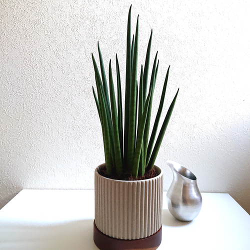○新作○空気浄化植物○ ”サンスベリア ミカド 天然木×セラミック鉢
