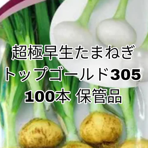 タカ様専用 玉ねぎ苗 5000本 七宝早生7号 早生
