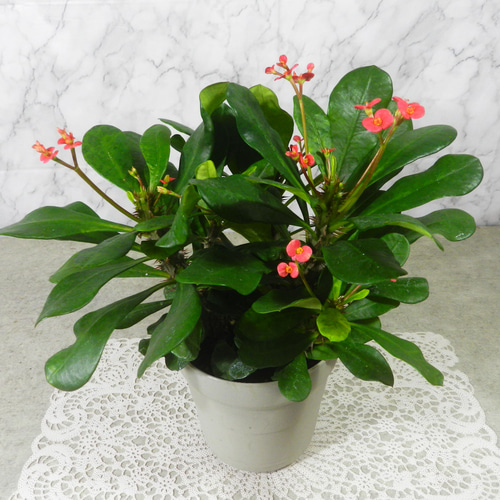 ☆ENGEI ichioki☆花麒麟・ハナキリン・鉢花◇株立ち良好・多肉植物