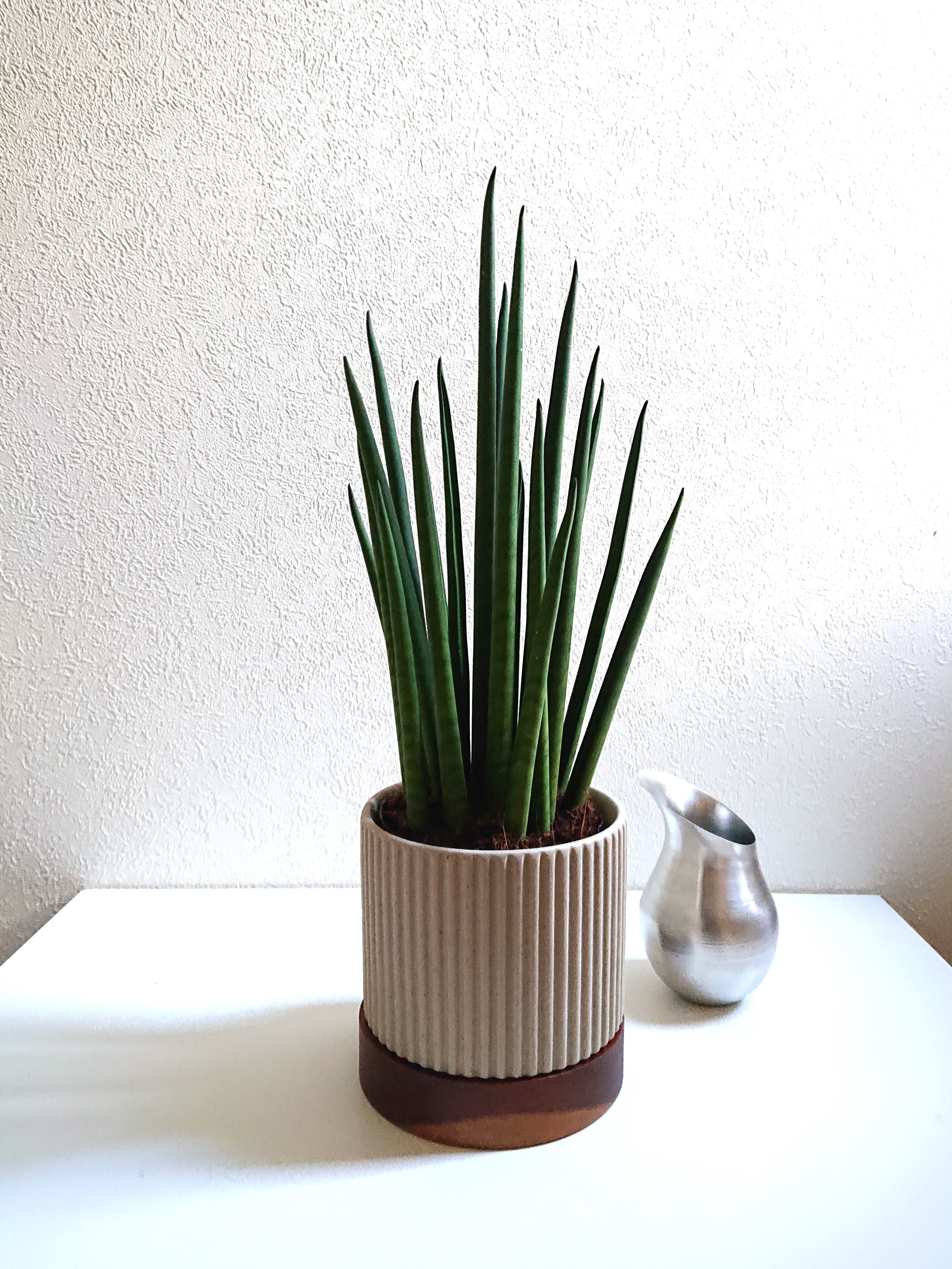 希少　大きめ　”バキュラリス　ミカド（ロング38㎝～）グレージュ×天然木鉢/受け皿セット”　サンスベリア　観葉植物