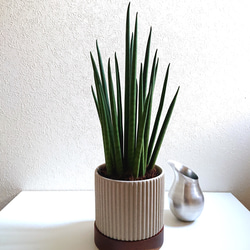 希少 大きめ ”バキュラリス ミカド（ロング38㎝～）グレージュ×天然