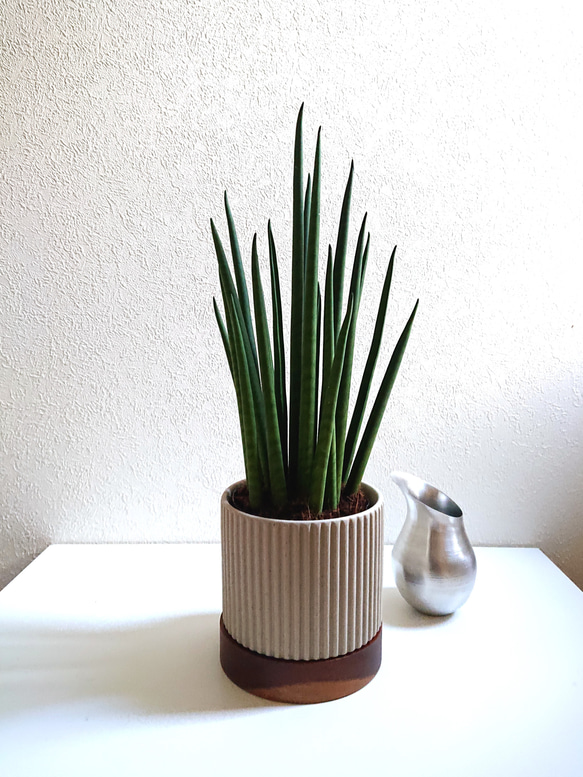 希少 大きめ ”バキュラリス ミカド（ロング38㎝～）グレージュ×天然