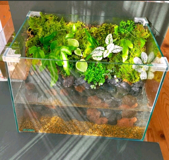 隠れ家付き！自然の中の飼育箱、苔テラリウム 隠れ家付、自然の中の飼育箱苔テラリウム、グラステラリウムナノ