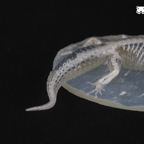 カラー3Dプリンター】ヒョウモントカゲモドキ 縮小 全身骨格レプリカ
