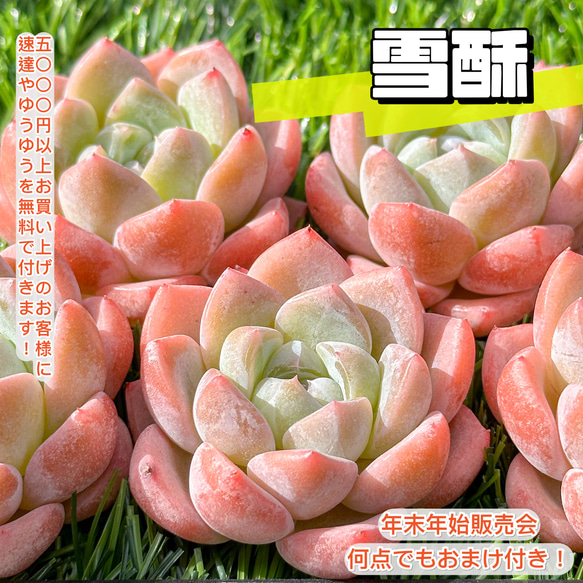 年末年始販売会 多肉植物 エケベリア 雪酥 超美苗 レア種 多肉植物 