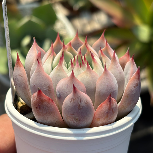 多肉植物　実生苗　専用 ◇多肉植物 エケベリア テセンシスサラゴサ 2.5寸苗 - ハニー