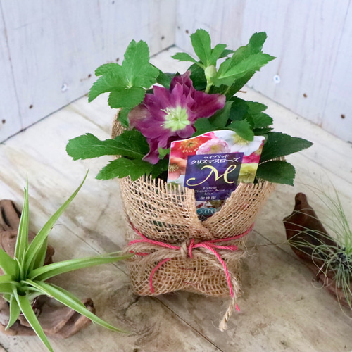 クリスローズ　原種・ハイブリッド　4株セット クリスローズ原種・ハイブリッド4株セット