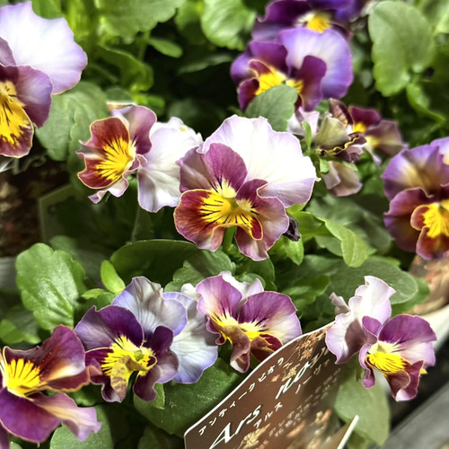 松原園芸オリジナル】アンティークビオラ「アルスノーヴァ」花苗 花 苗