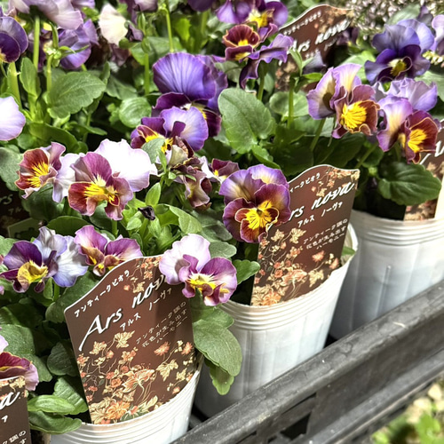 松原園芸オリジナル】アンティークビオラ「アルスノーヴァ」花苗 花 苗