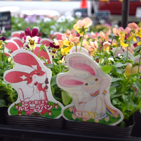 花 人気○クレマチス ピンクフラミンゴ○アトラゲネ系 庭植え向き 色素