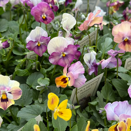 英国製 ...Rosalie 可憐な花びら金彩 ボウル5枚 英国製 RoyalAlbertRosalie 可憐な花びら金彩 ボウル5枚