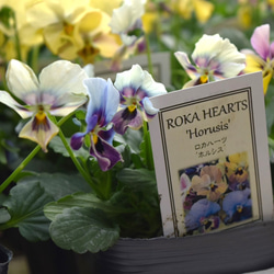 ROKA HEARTS ビオラ「ホルシス」花苗 花 苗 ガーデニング 園芸