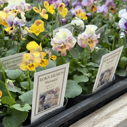 ROKA HEARTS ビオラ「ホルシス」花苗 花 苗 ガーデニング 園芸