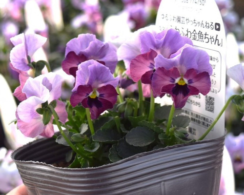 見元園芸オリジナル】ビオラ ふわふわ金魚ちゃん 花苗 花 苗