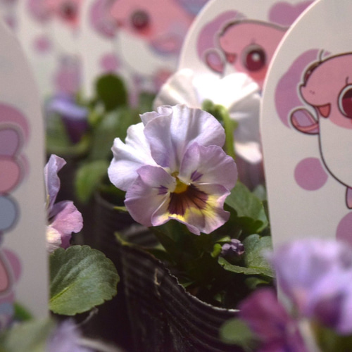 見元園芸オリジナル】ビオラ ふわふわ金魚ちゃん 花苗 花 苗