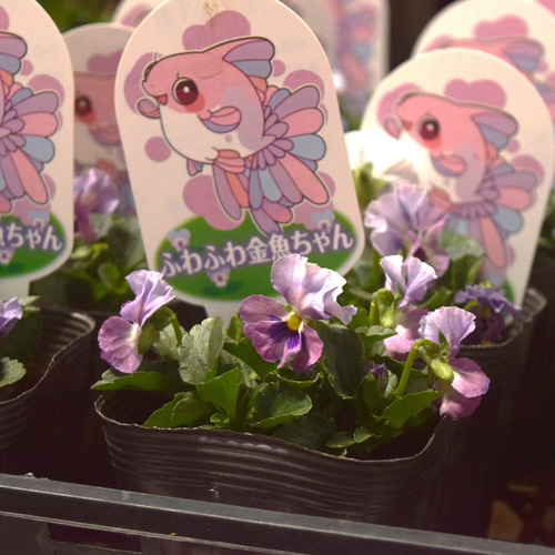 見元園芸オリジナル】ビオラ ふわふわ金魚ちゃん 花苗 花 苗