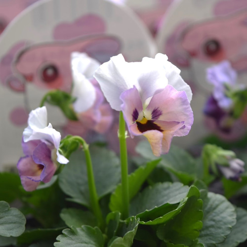 見元園芸オリジナル】ビオラ ふわふわ金魚ちゃん 花苗 花 苗 見元園芸オリジナル】ビオラ ふわふわ金魚ちゃん 花苗 花 苗