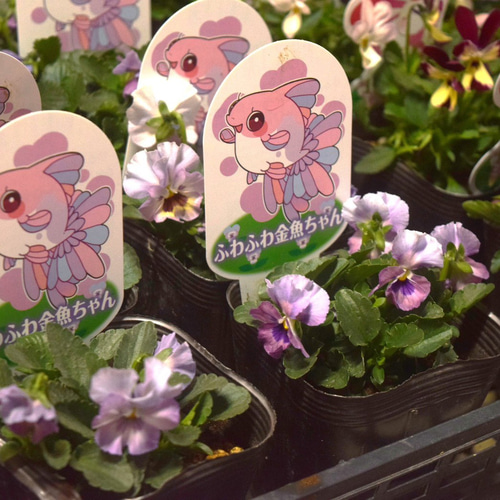 見元園芸オリジナル】ビオラ ふわふわ金魚ちゃん 花苗 花 苗