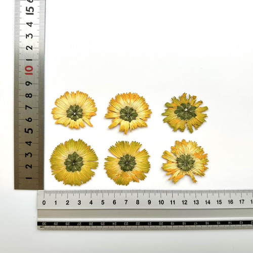 押し花】姫ひまわり 6輪 素材 花材 レジン キャンドル デコパージュ
