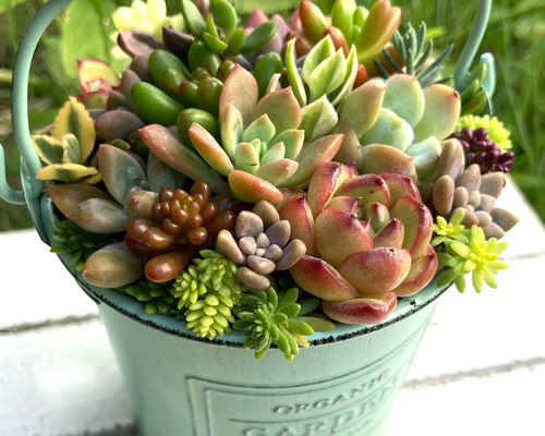 多肉植物寄せ植え　そのまま飾れる　ミントグリーンのブリキハンギング3つセット☆* 多肉植物寄せ植え そのまま飾れる ミントグリーンのブリキ