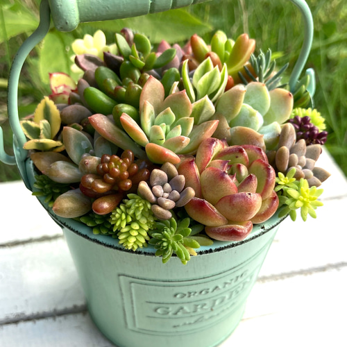 現物》多肉植物寄植え 取手付きバケツ型ポット 多肉植物 寄せ植え